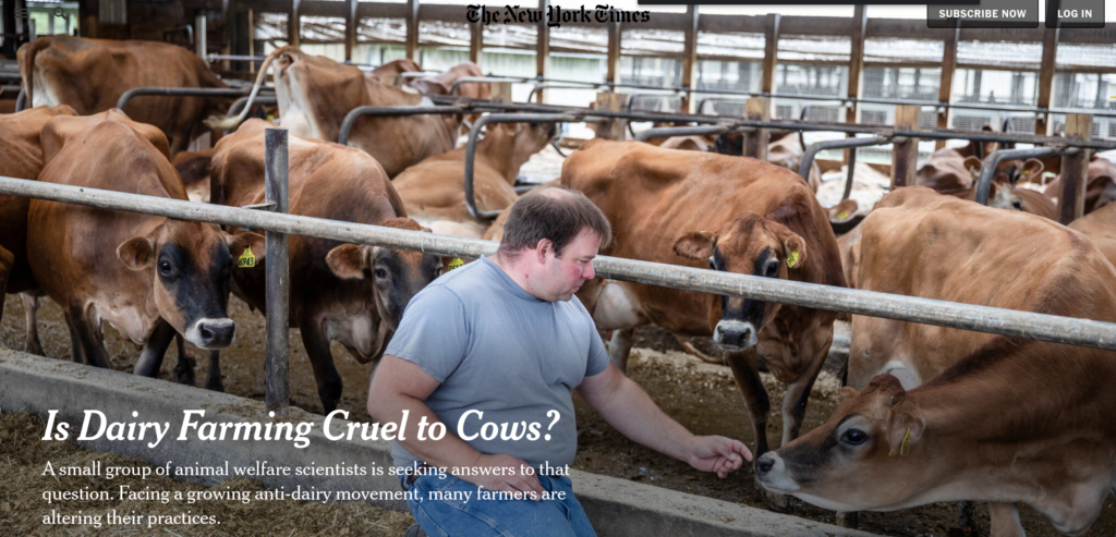 Cows Rights ‘There is no such thing as cruelty-free milk’ – NYT touts animal rights ...